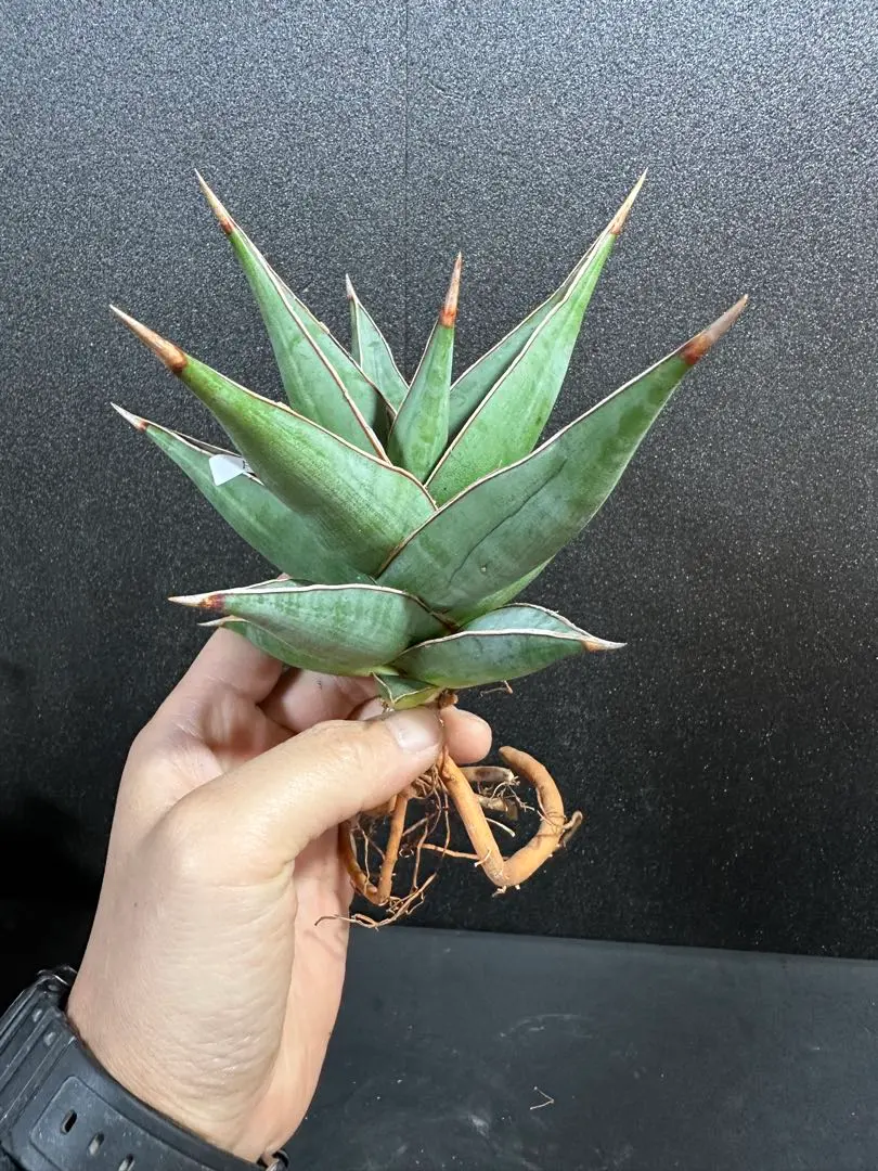 2026年最新】サンスベリア ピングイキュラ 斑入りの人気アイテム