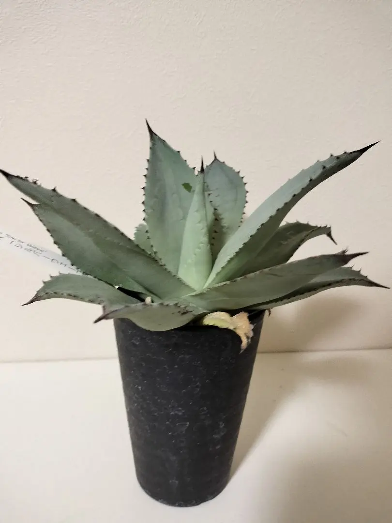 2026年最新】アガベ コロラータ ハイブリッドの人気アイテム - メルカリ