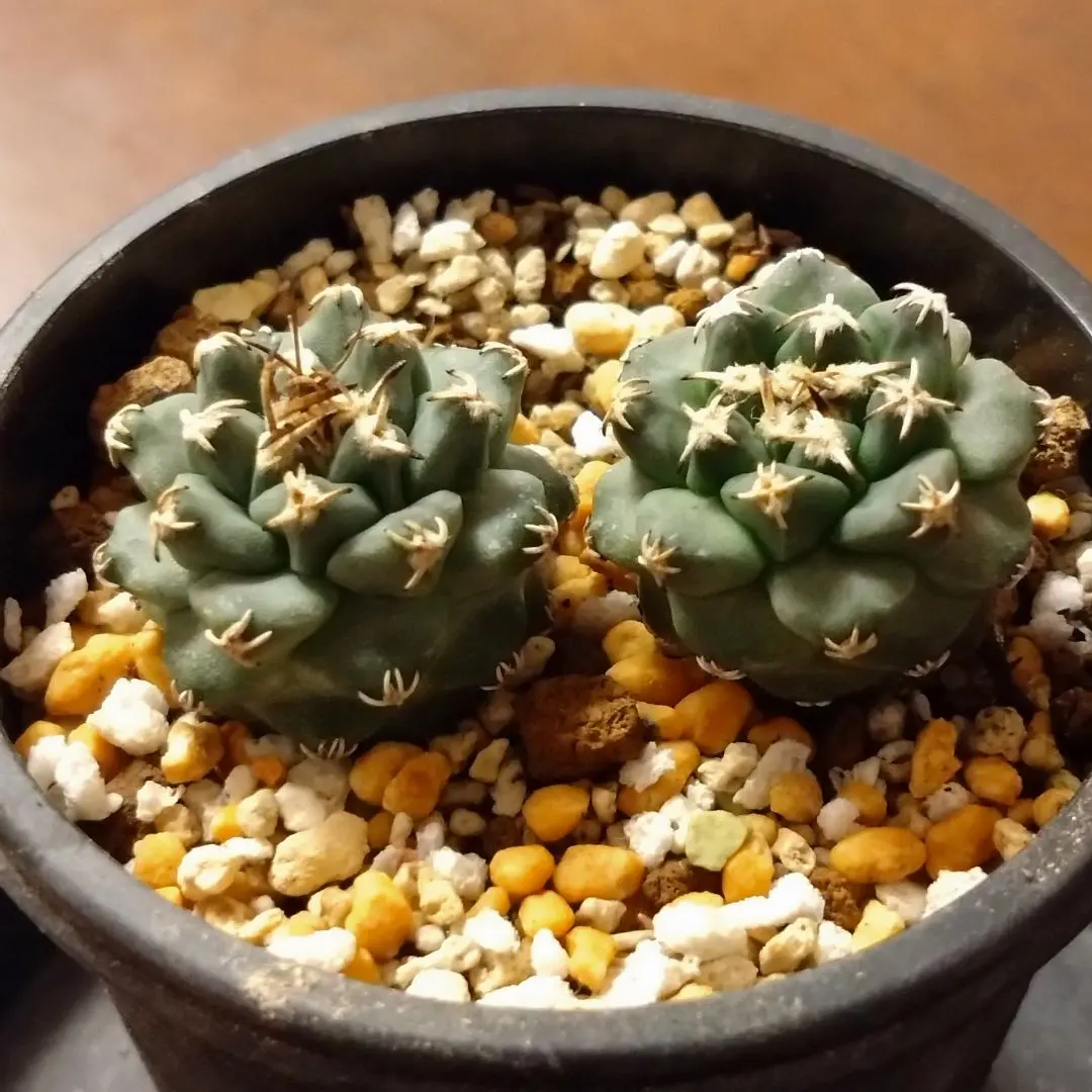 2026年最新】アロンソイの人気アイテム - メルカリ