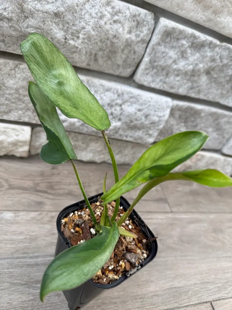 2026年最新】LELANOの人気アイテム - メルカリ