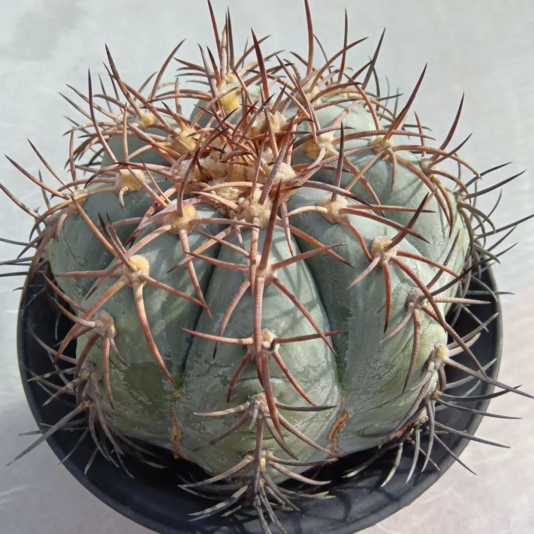 2026年最新】エキノカクタス 雷帝の人気アイテム - メルカリ