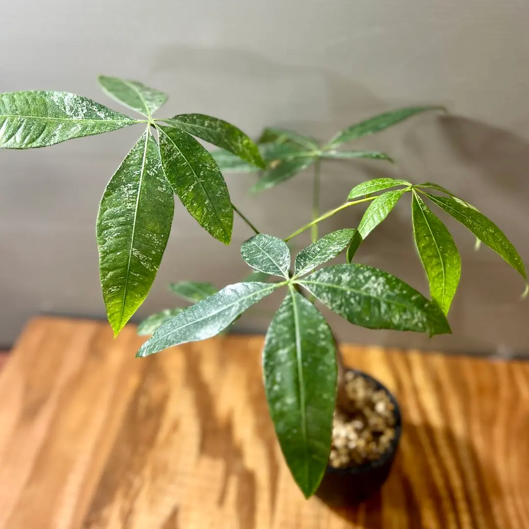 2026年最新】パキラミルキーウェイ実生の人気アイテム - メルカリ