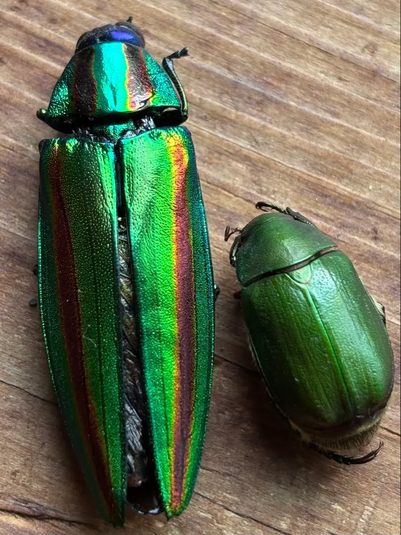 m69212976070_1.jpg?1757426247