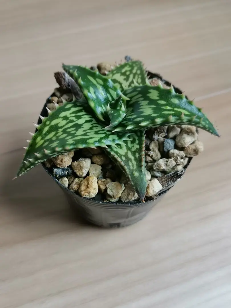 2026年最新】アロエ ペッキーの人気アイテム - メルカリ