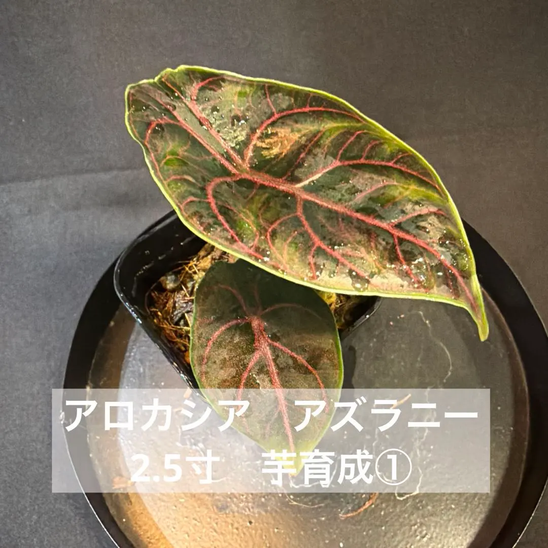 2026年最新】アロカシア アズラニーの人気アイテム - メルカリ
