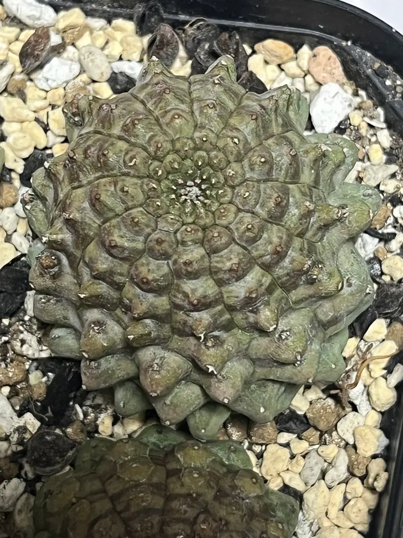 2026年最新】オベサ 亀甲の人気アイテム - メルカリ