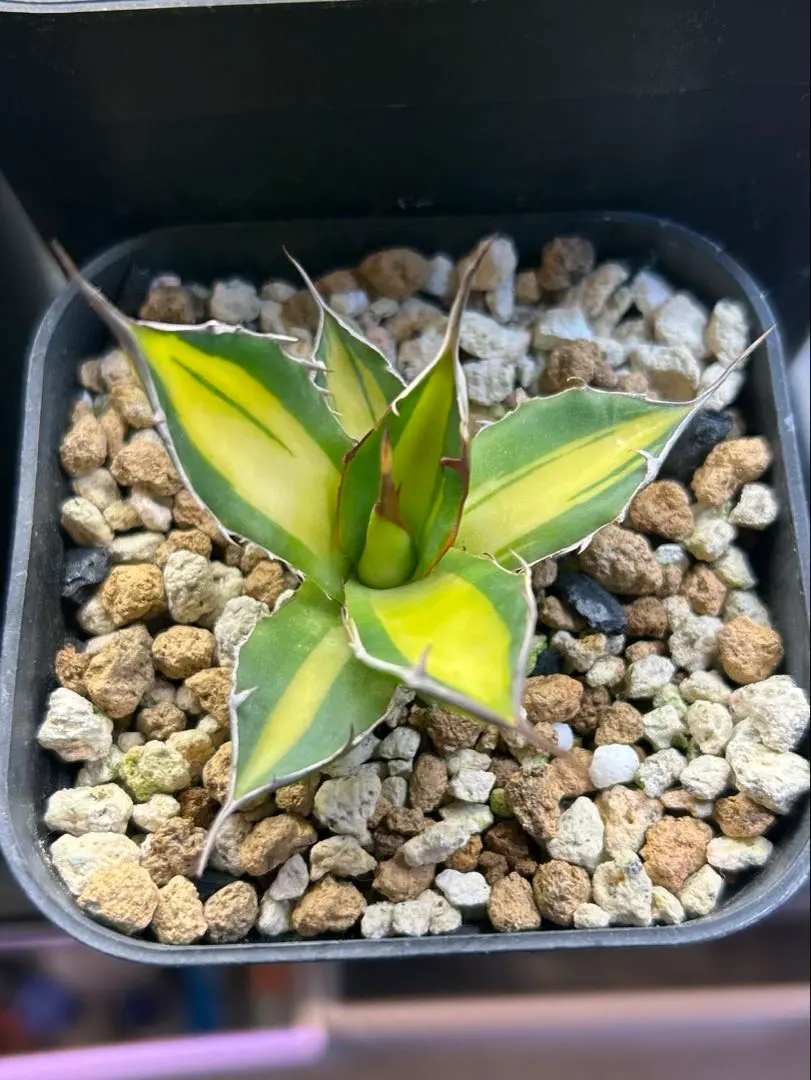 2026年最新】アガベ ホリダ 白中斑の人気アイテム - メルカリ