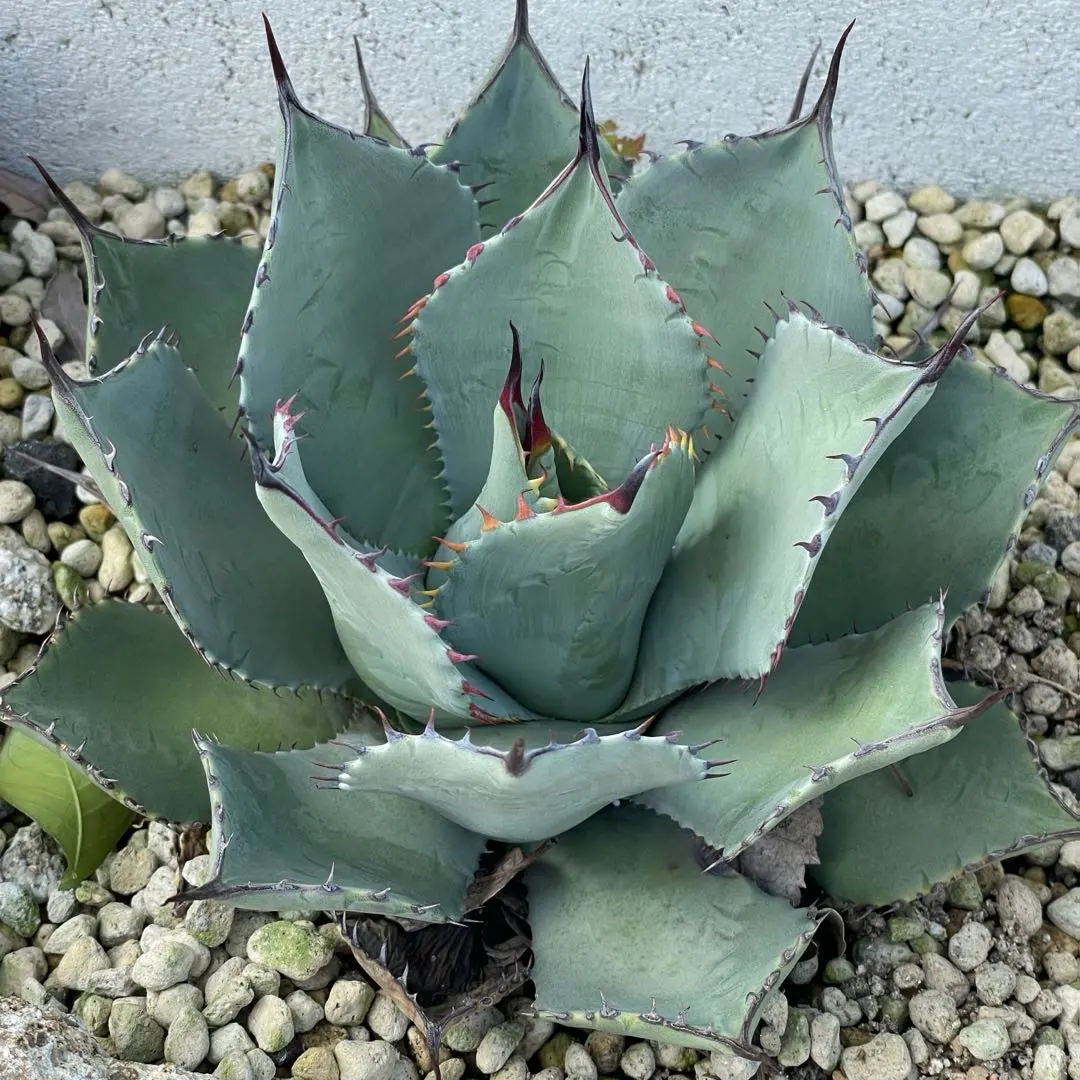 m72409285167_1.jpg?1766243253