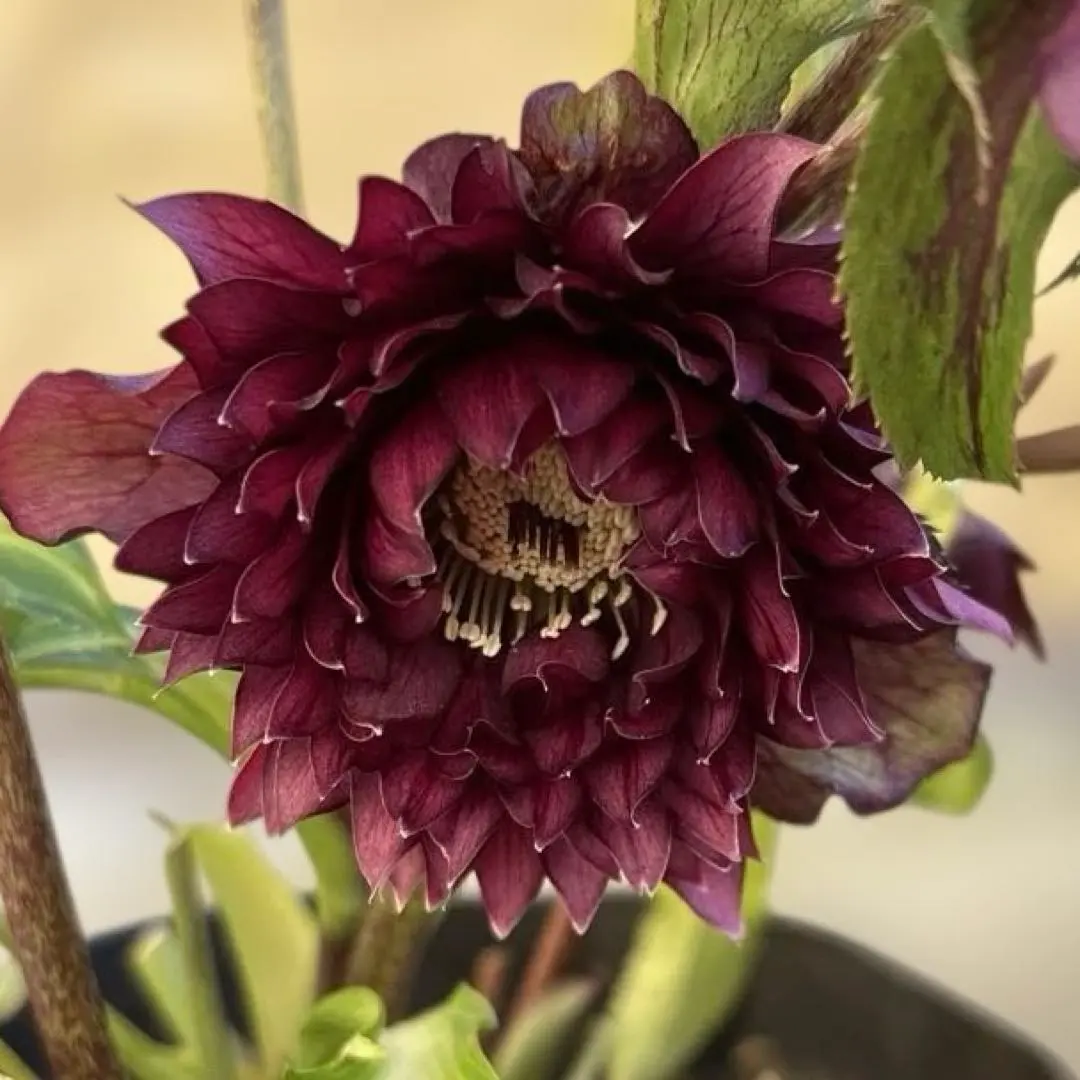 2026年最新】広瀬園芸のクレオパトラの人気アイテム - メルカリ