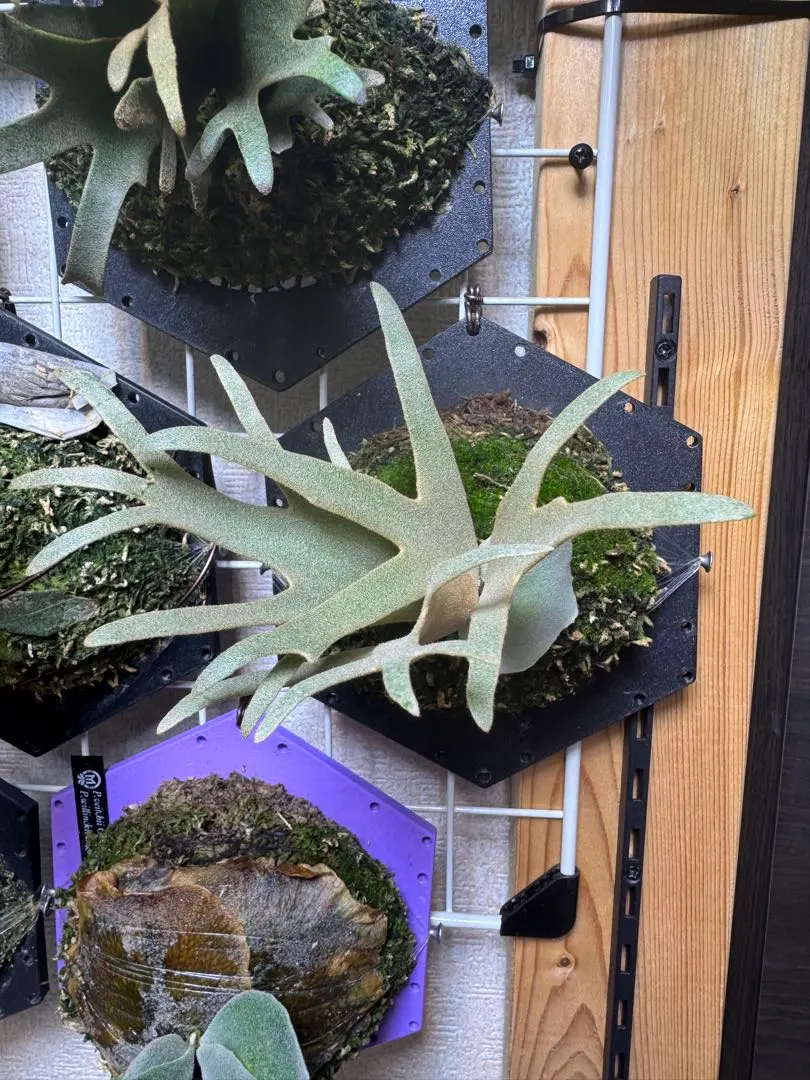 2026年最新】NOOK dwarfの人気アイテム - メルカリ