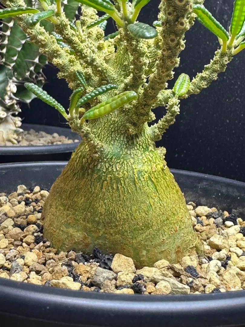 2026年最新】ドルステニアギガスの人気アイテム - メルカリ