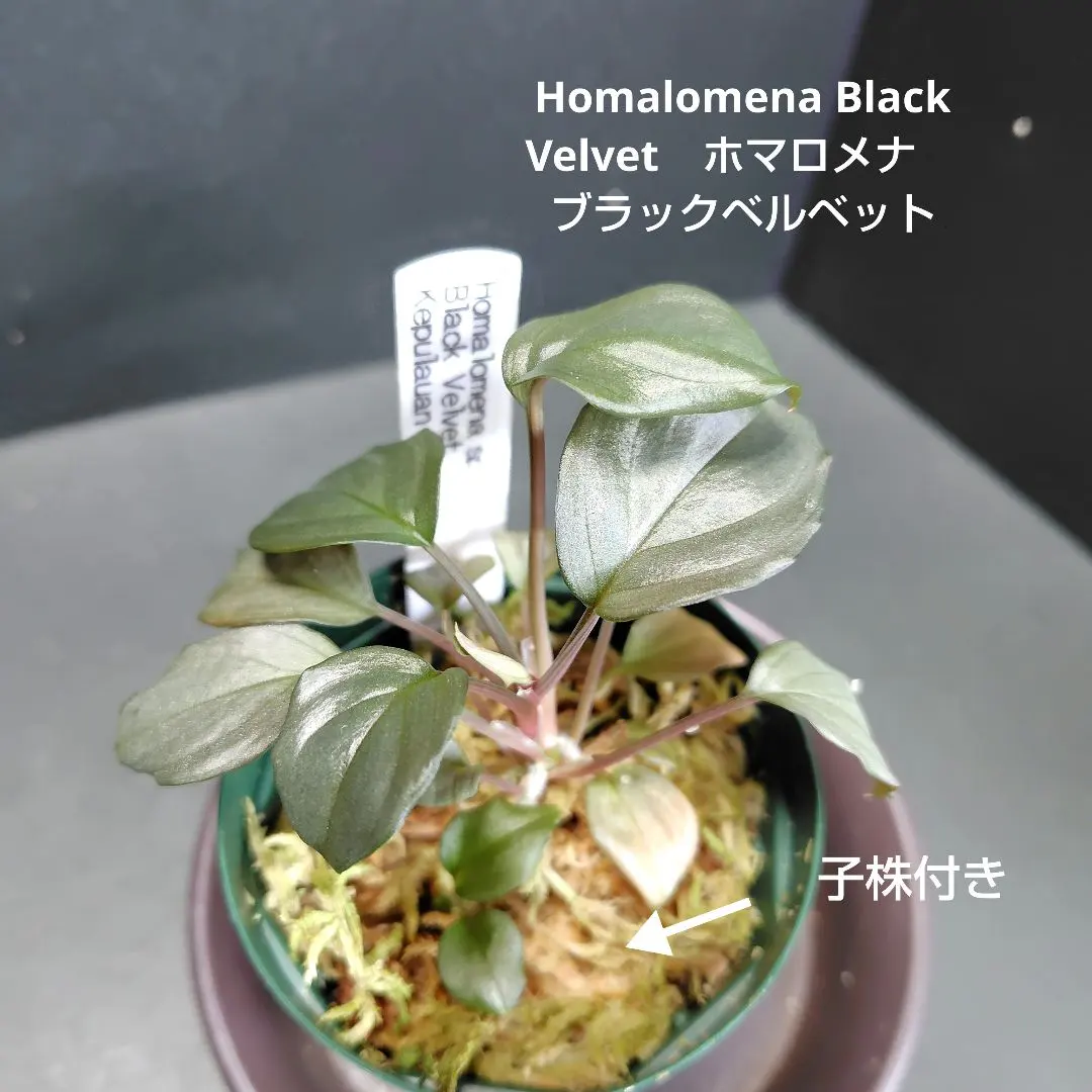 2026年最新】ホマロメナ ブラックの人気アイテム - メルカリ