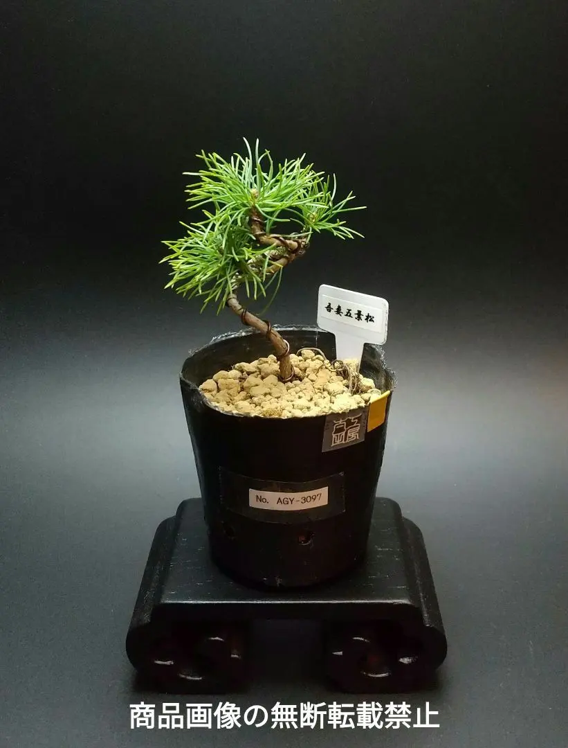 2026年最新】吾妻五葉松の人気アイテム - メルカリ