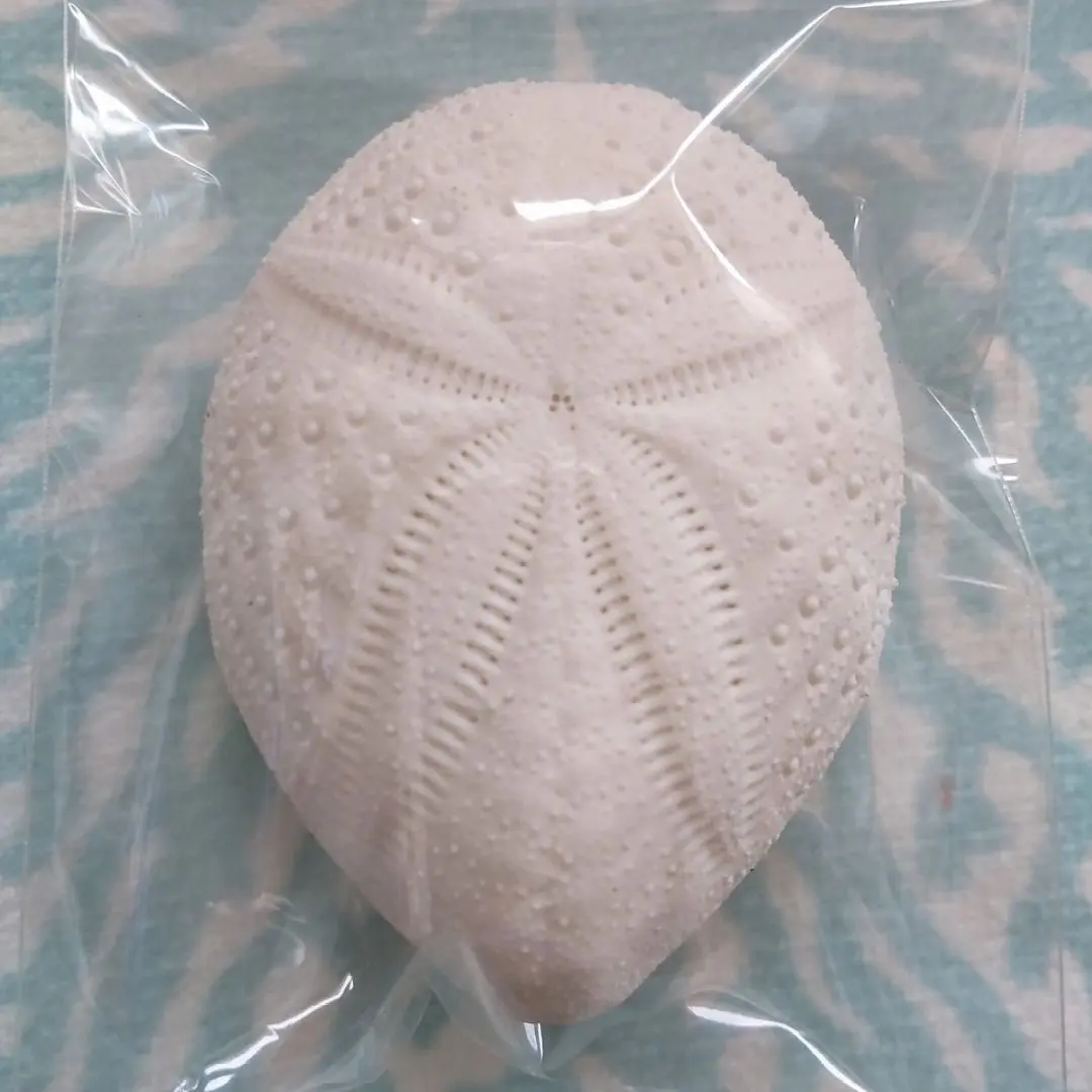 2026年最新】ブンブク ウニ殻の人気アイテム - メルカリ