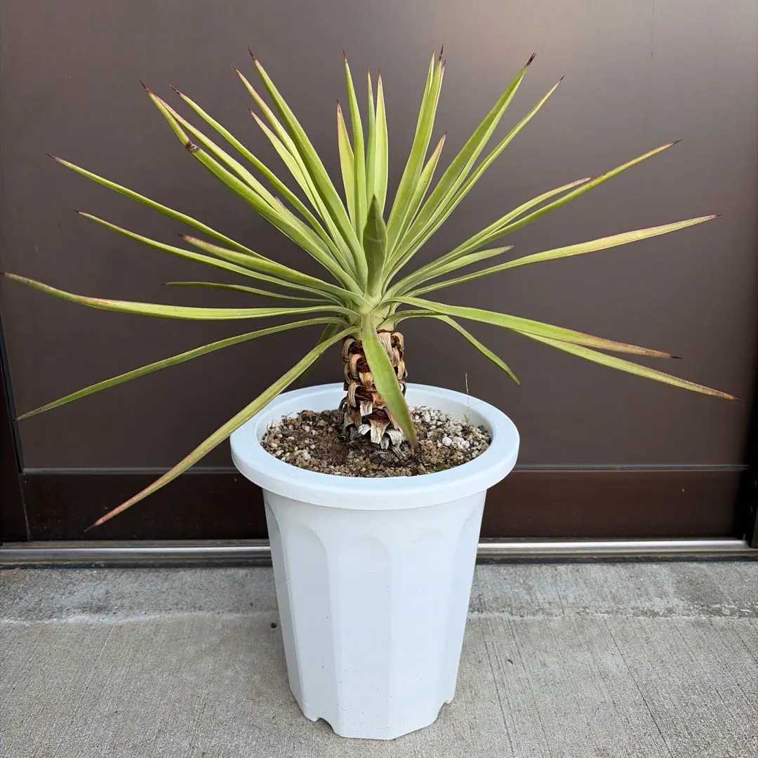 2026年最新】アロイフォリア 斑入りの人気アイテム - メルカリ