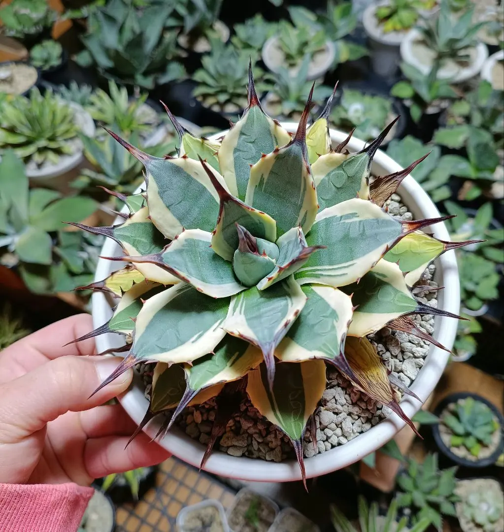 2026年最新】パラサナ 斑入りの人気アイテム - メルカリ