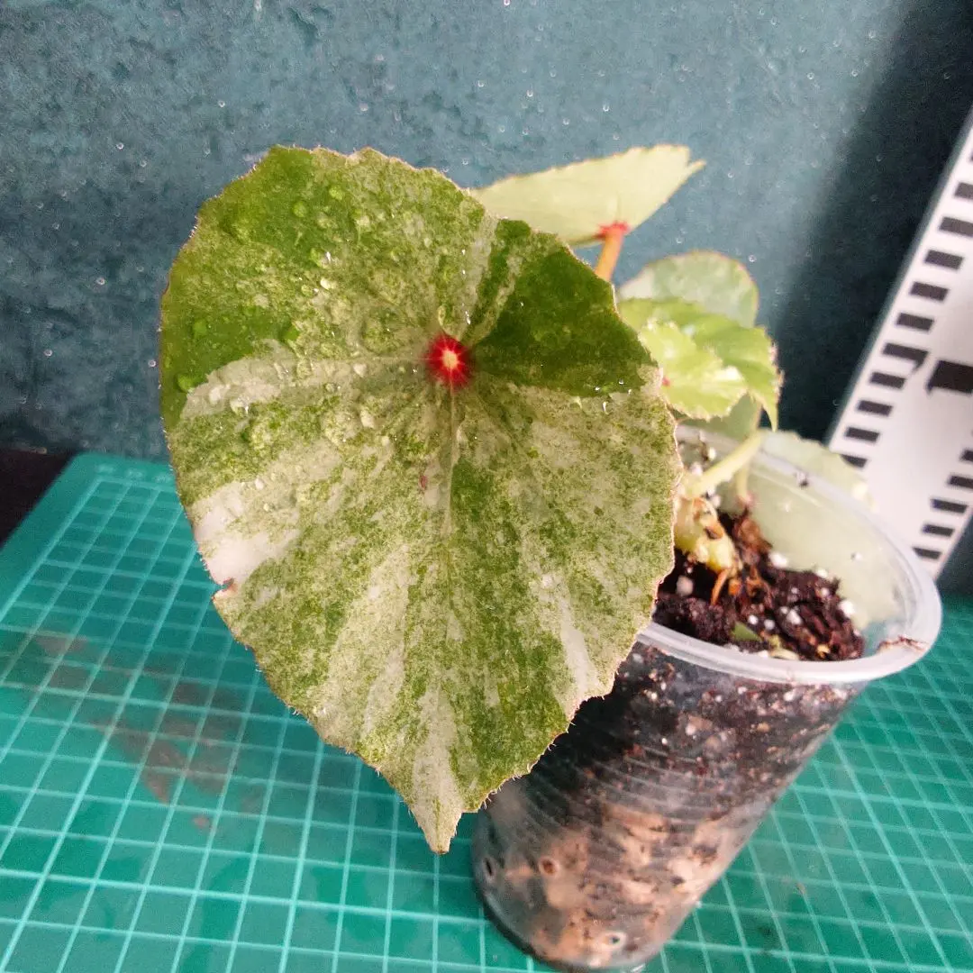 2026年最新】ベゴニア ルージュの人気アイテム - メルカリ