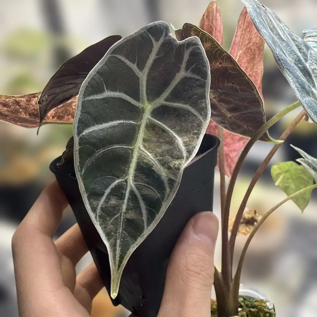 2026年最新】アロカシア ワトソニアの人気アイテム - メルカリ