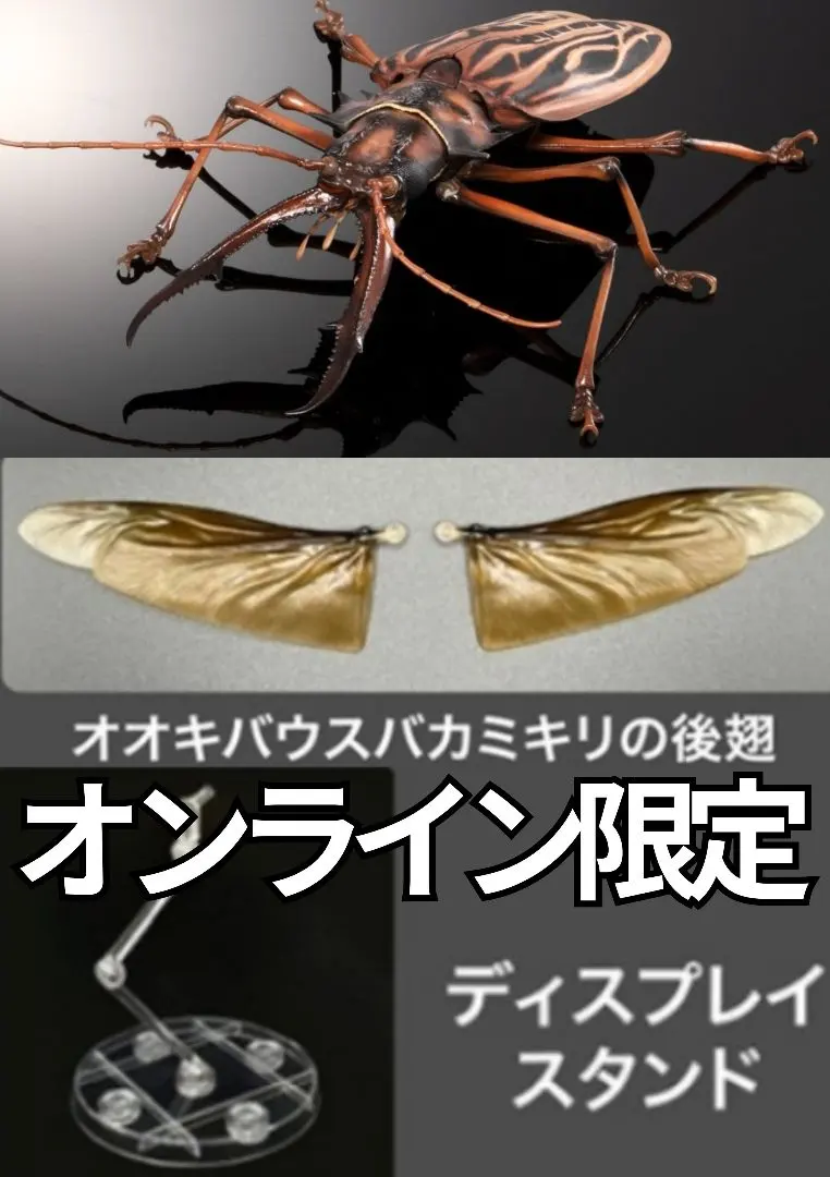 2026年最新】オオキバウスバカミキリ 標本の人気アイテム - メルカリ