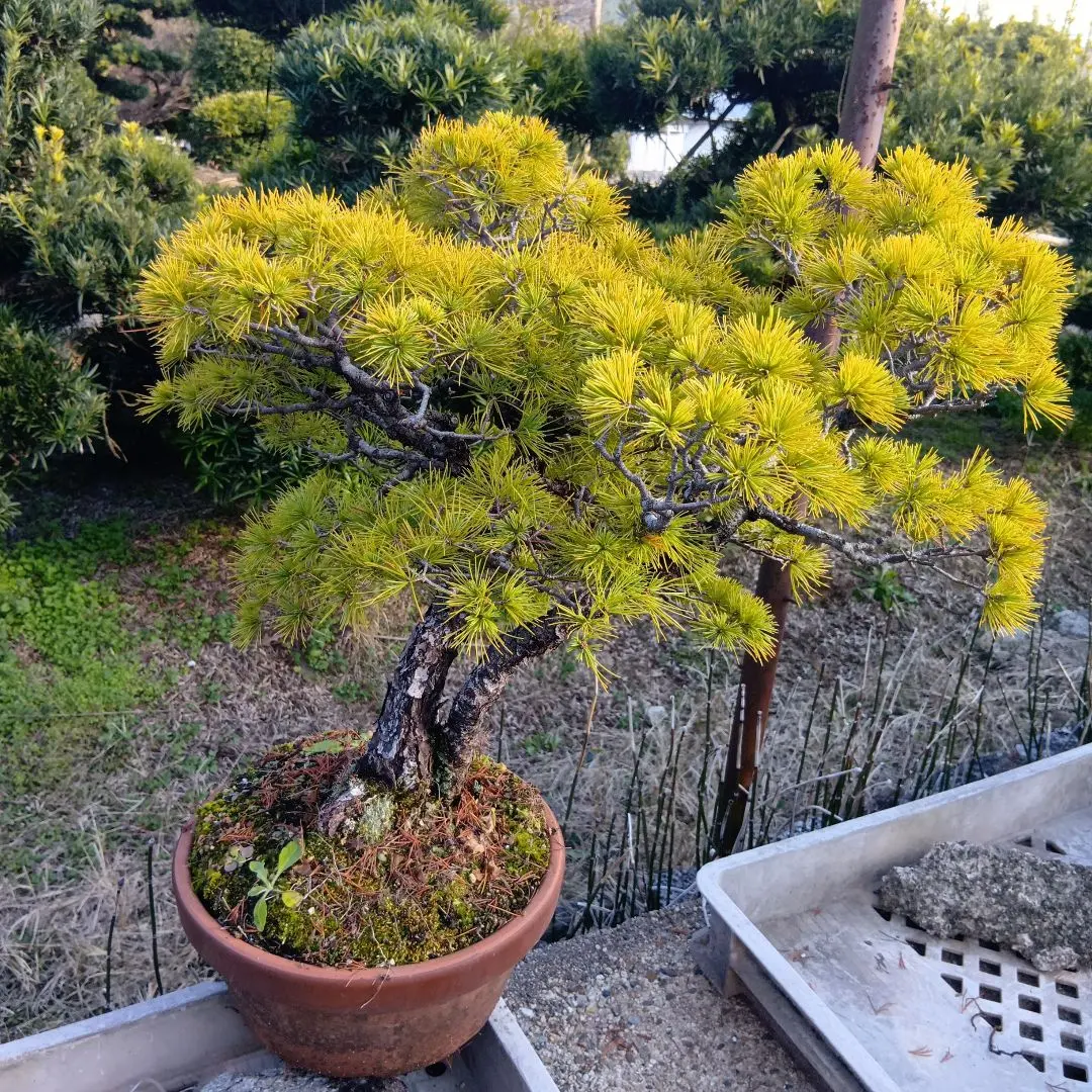 2026年最新】八房五葉松の人気アイテム - メルカリ