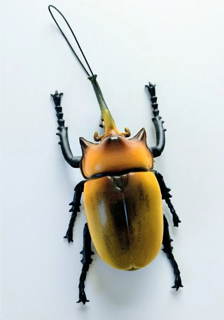 2026年最新】エレファスゾウカブト 標本の人気アイテム - メルカリ