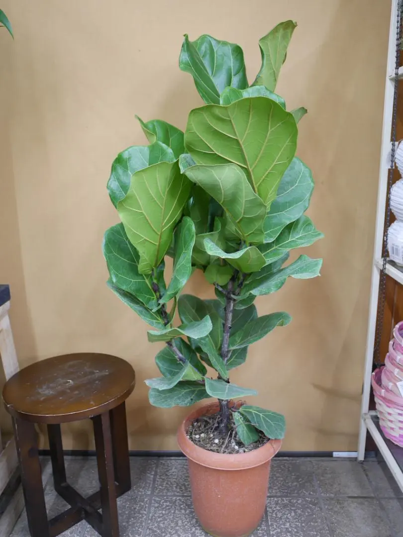 2026年最新】カシワバゴムの木の人気アイテム - メルカリ