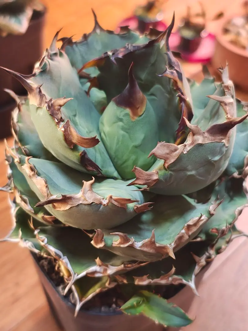 2026年最新】アガベ翼竜の人気アイテム - メルカリ