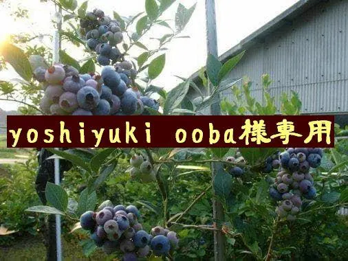 2026年最新】コロンブス ブルーベリーの人気アイテム - メルカリ