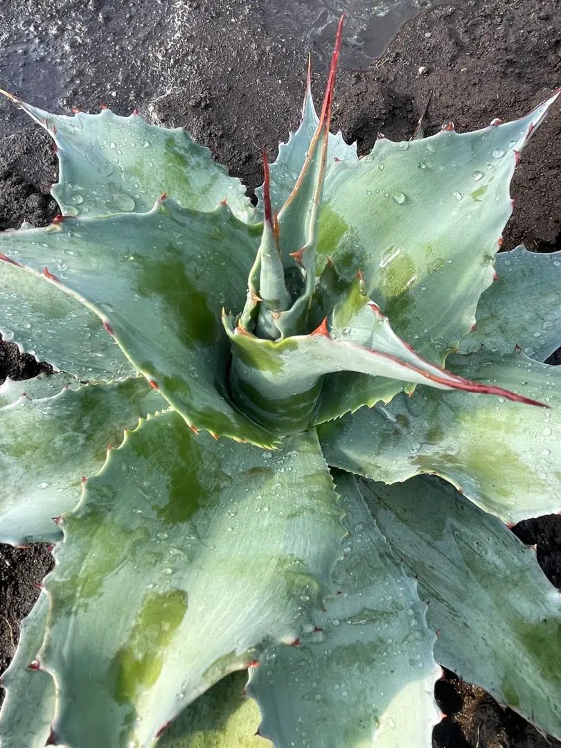 2026年最新】オバティフォリア 斑の人気アイテム - メルカリ