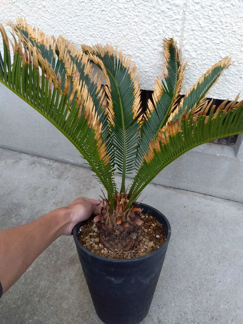 2026年最新】金環ソテツの人気アイテム - メルカリ