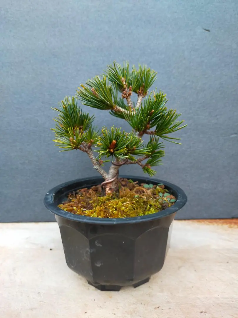 2026年最新】八房五葉松の人気アイテム - メルカリ