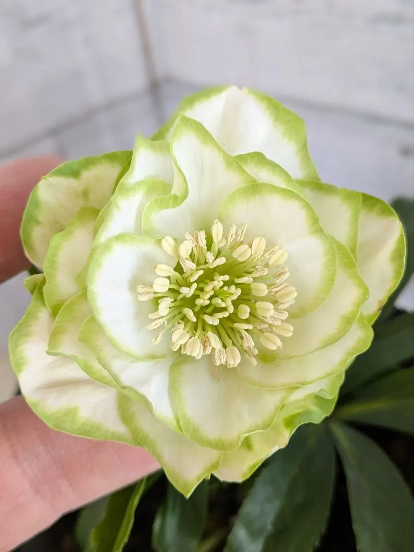 2026年最新】クリスマスローズ 利休の人気アイテム - メルカリ