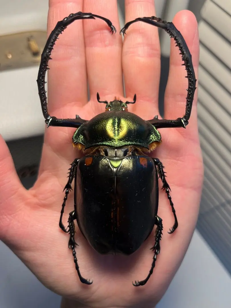 2026年最新】テナガコガネ 標本の人気アイテム - メルカリ