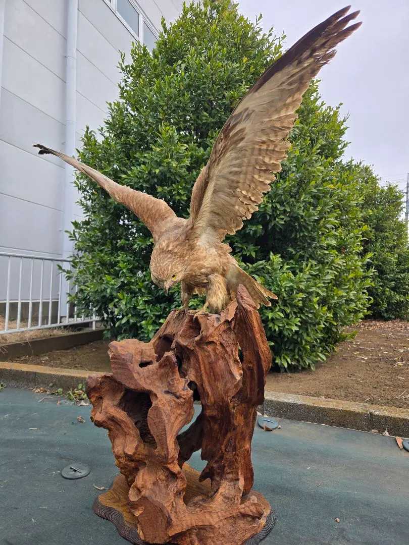 2026年最新】鷹の剥製の人気アイテム - メルカリ