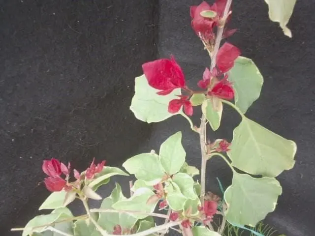 2026年最新】ブーゲンビリア 斑入りの人気アイテム - メルカリ