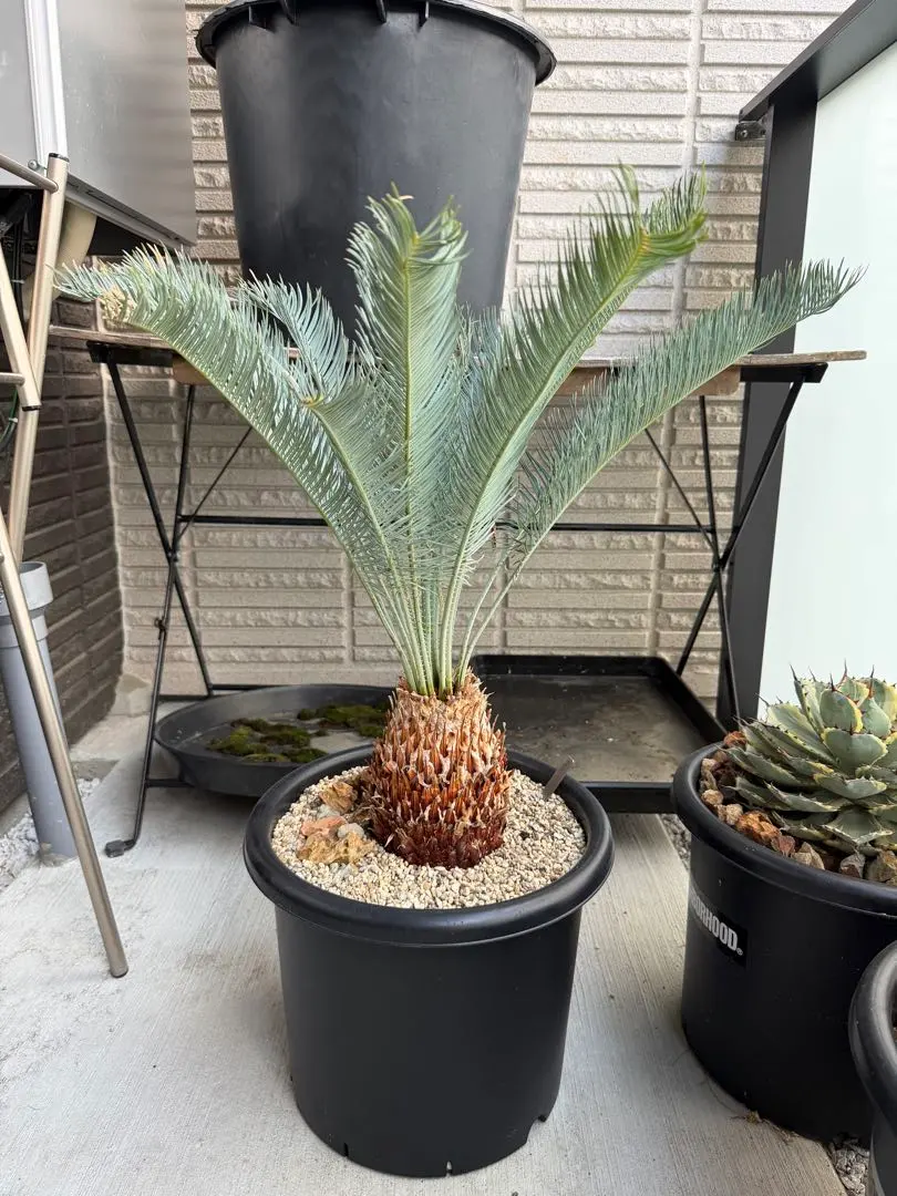 2026年最新】サイカスカイルンシアナの人気アイテム - メルカリ