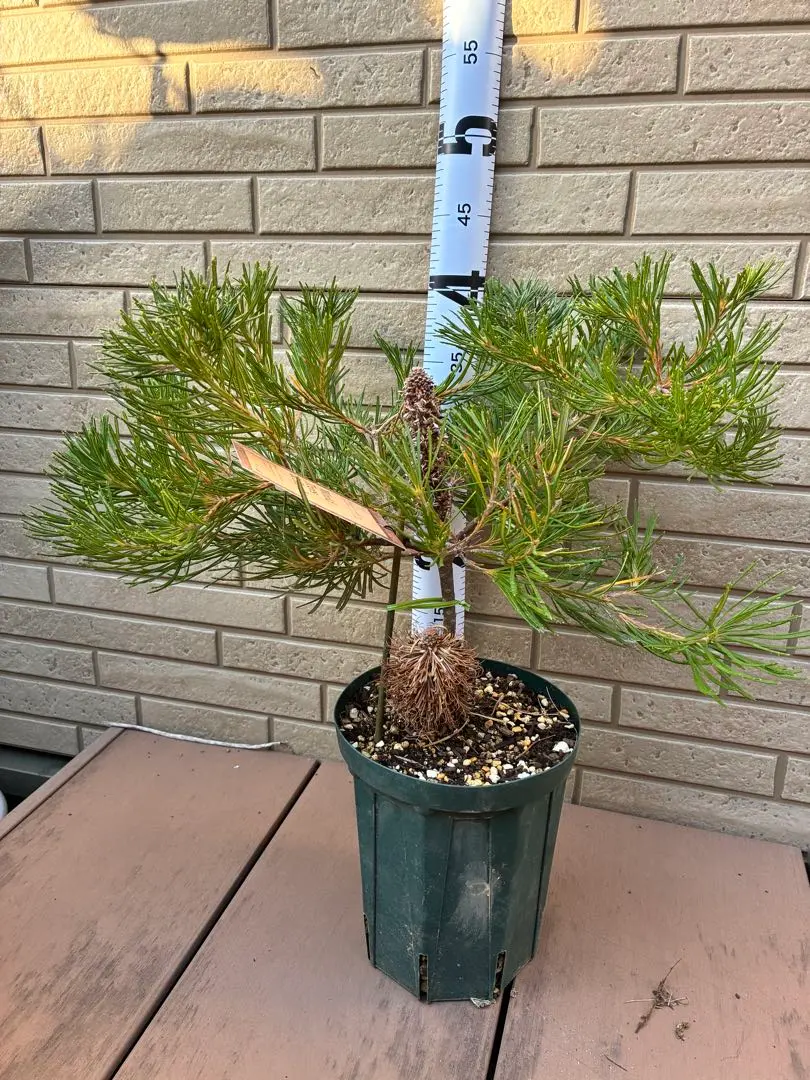 2026年最新】バンクシア バースデーキャンドルの人気アイテム - メルカリ