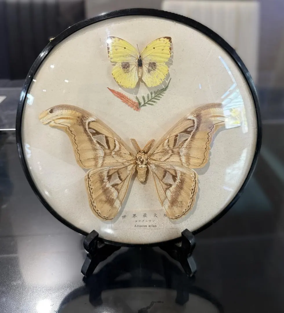 2026年最新】ヨナグニサン 標本の人気アイテム - メルカリ