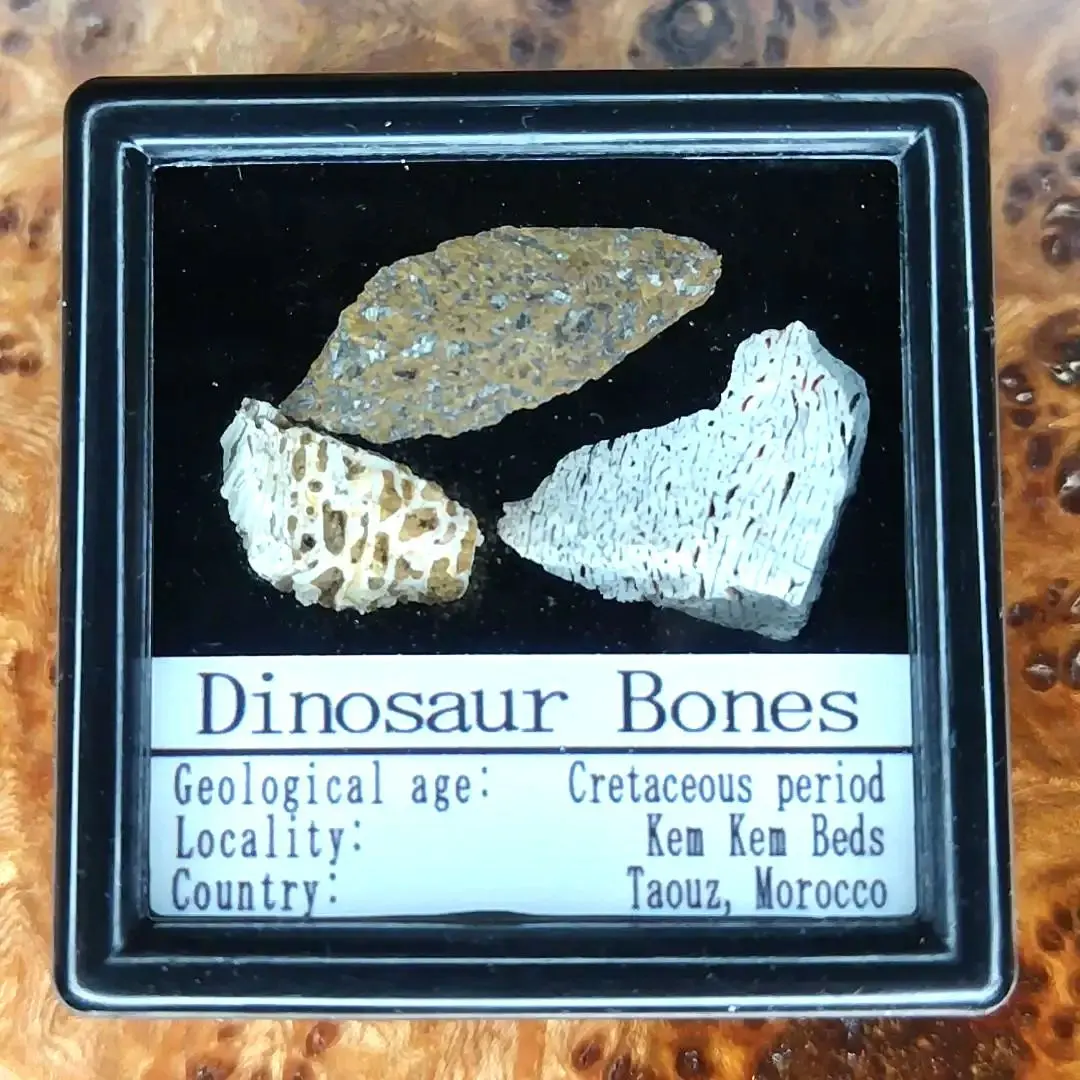 2026年最新】恐竜 爪 化石の人気アイテム - メルカリ