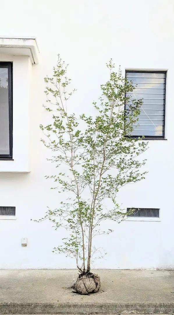 2026年最新】山採り ミツバツツジの人気アイテム - メルカリ