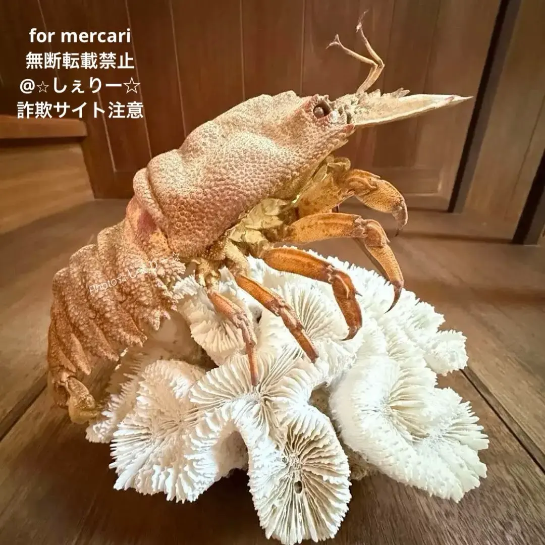 2026年最新】剥製 伊勢海老の人気アイテム - メルカリ
