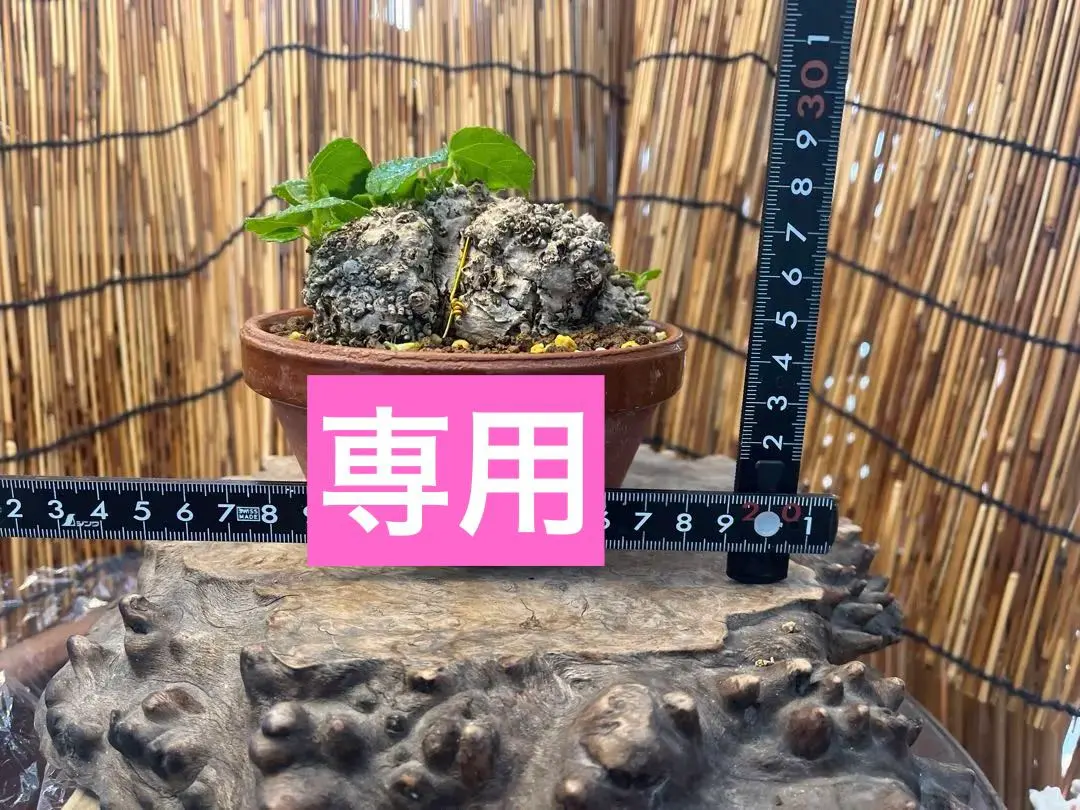 2026年最新】ユウナ 盆栽の人気アイテム - メルカリ