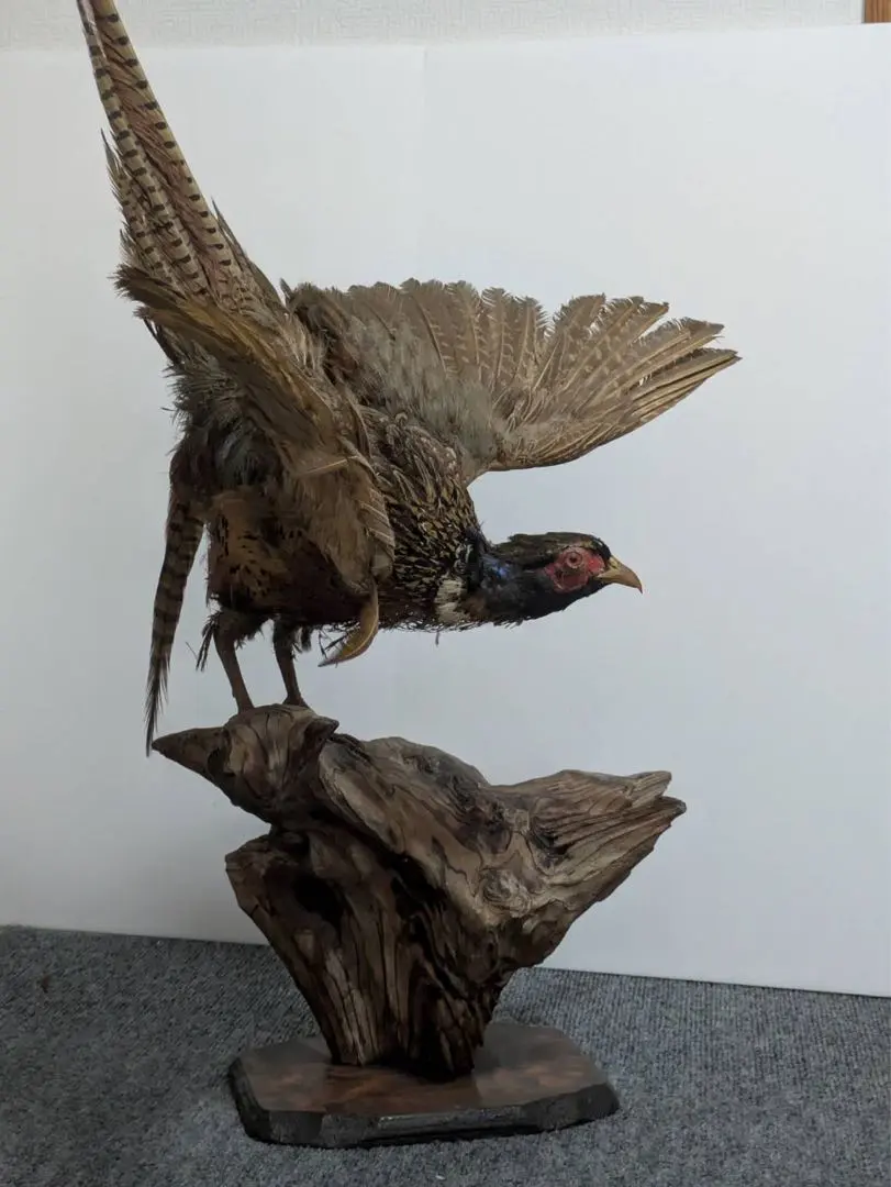 m86689569929_1.jpg?1761471088