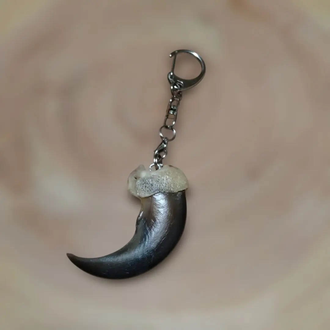 2026年最新】ヒグマ 牙の人気アイテム - メルカリ