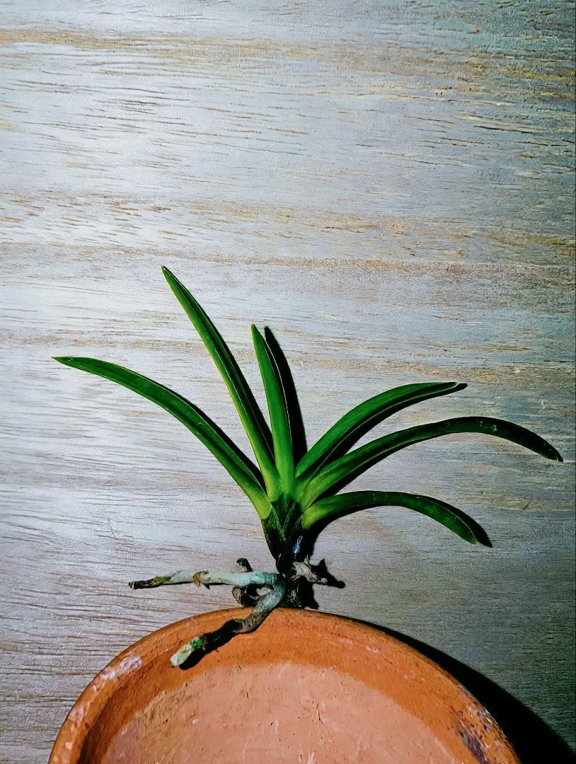 2026年最新】富貴蘭 金牡丹の人気アイテム - メルカリ