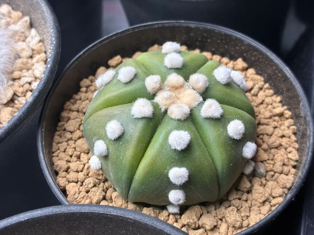 2026年最新】光琳玉の人気アイテム - メルカリ