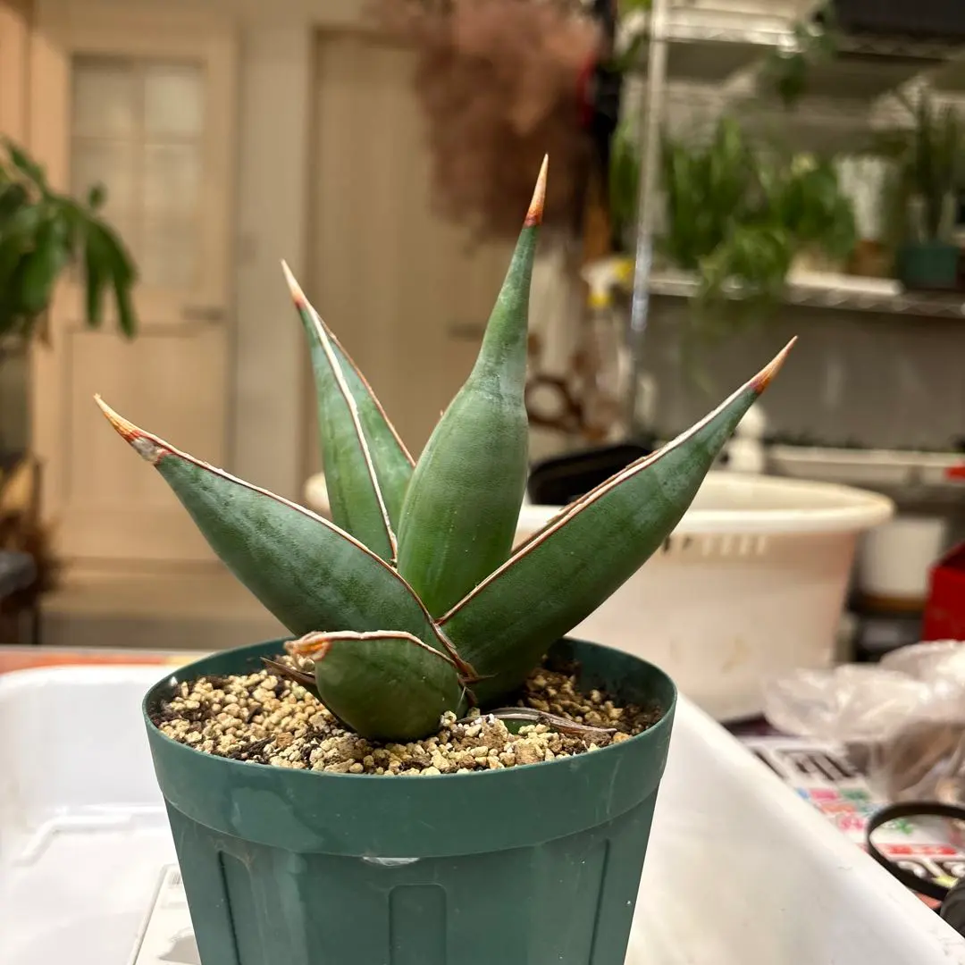 2026年最新】サンスベリア ピングイキュラ 斑入りの人気アイテム