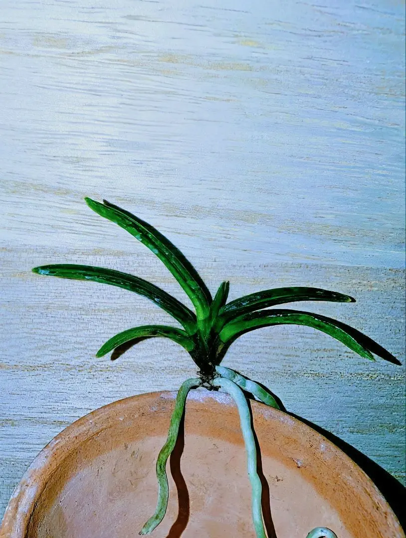 2026年最新】富貴蘭 牡丹の人気アイテム - メルカリ