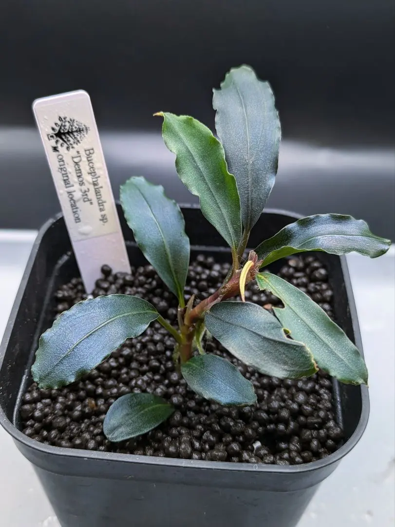 2026年最新】ホマロメナ ブラックの人気アイテム - メルカリ