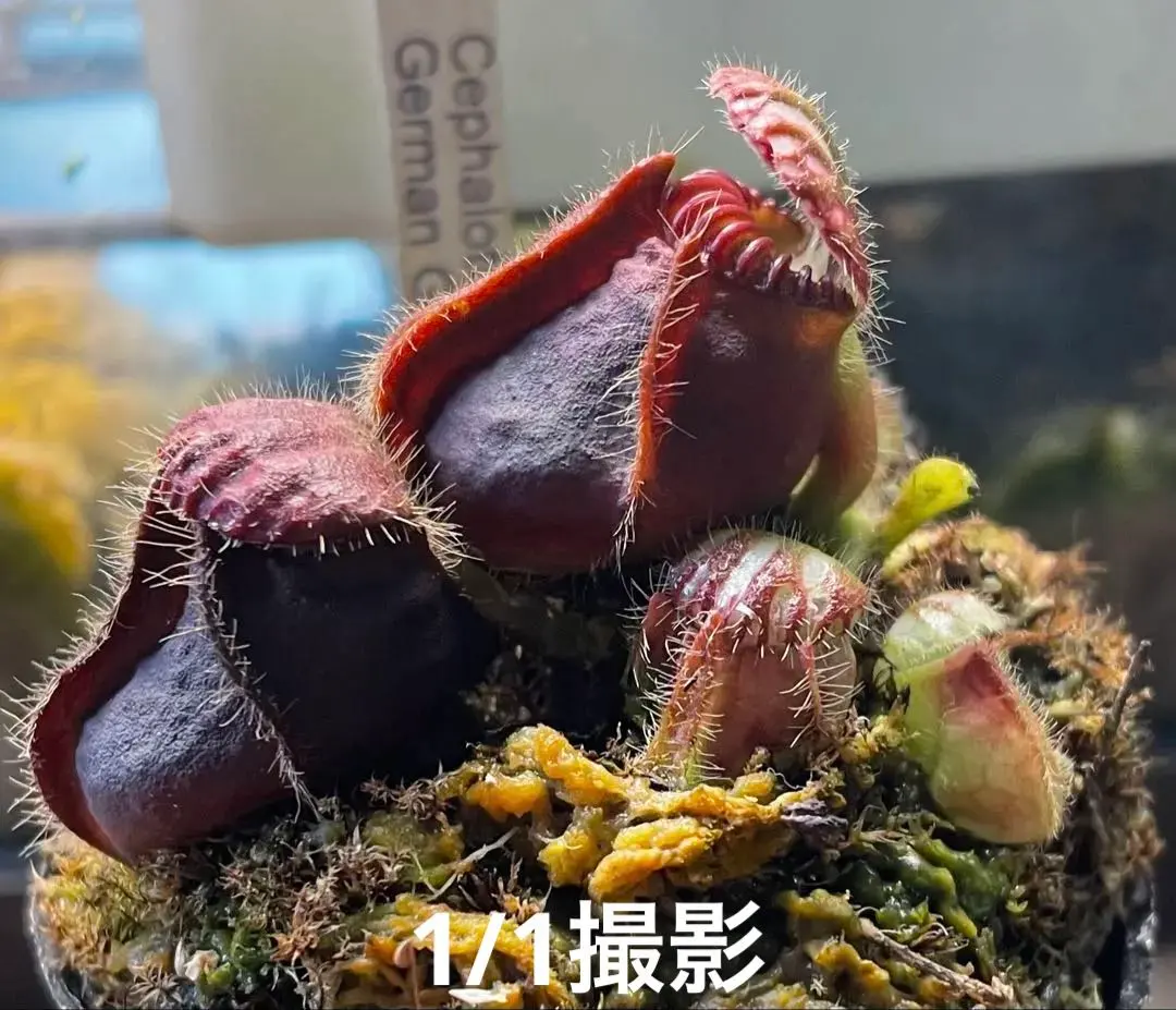 2026年最新】セファロタス giantの人気アイテム - メルカリ